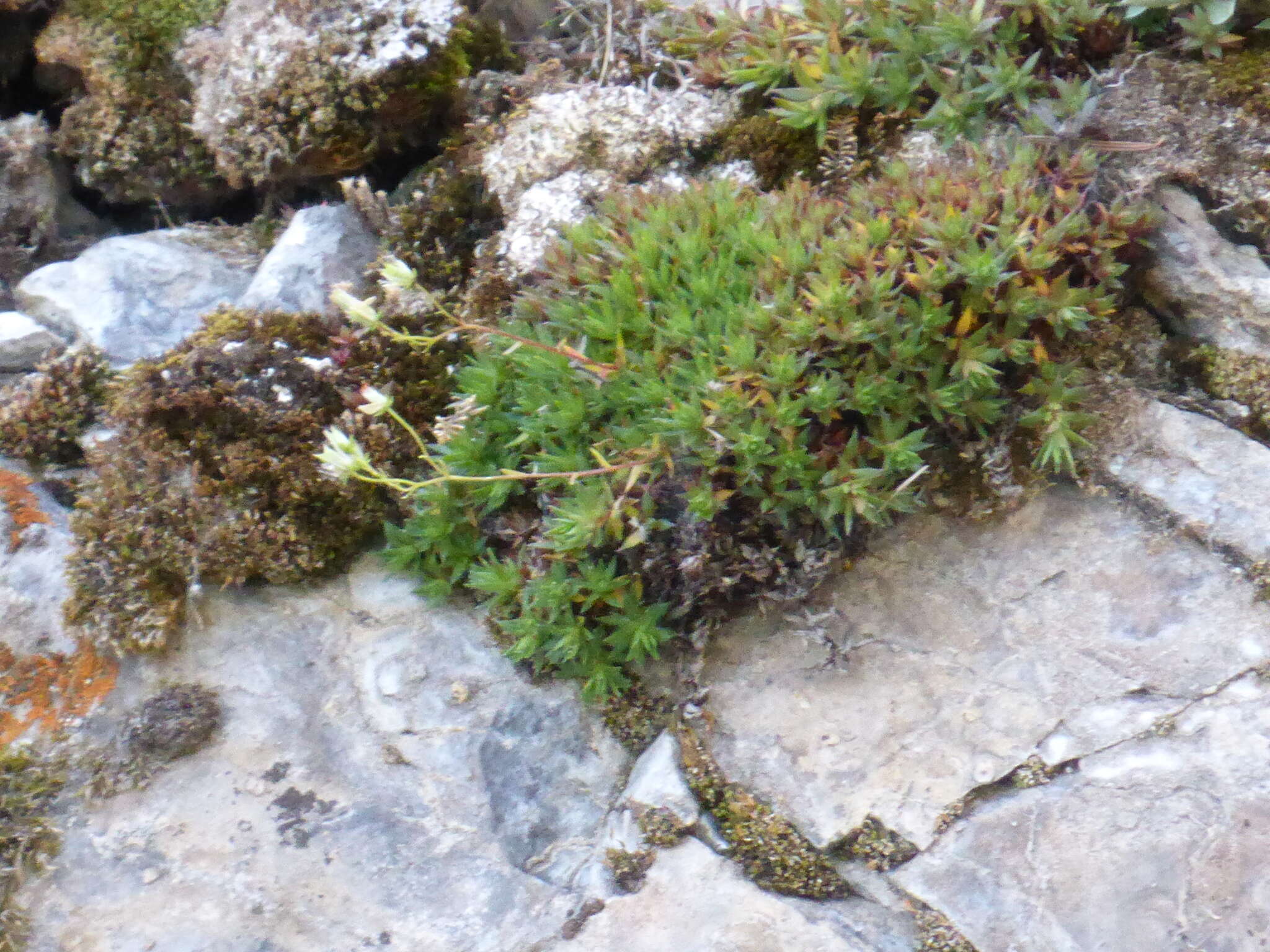 Image de Saxifraga bronchialis subsp. austromontana (Wieg.) Piper