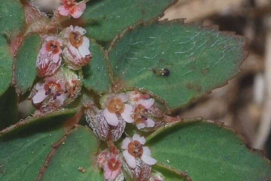 Euphorbia dioeca Kunth resmi