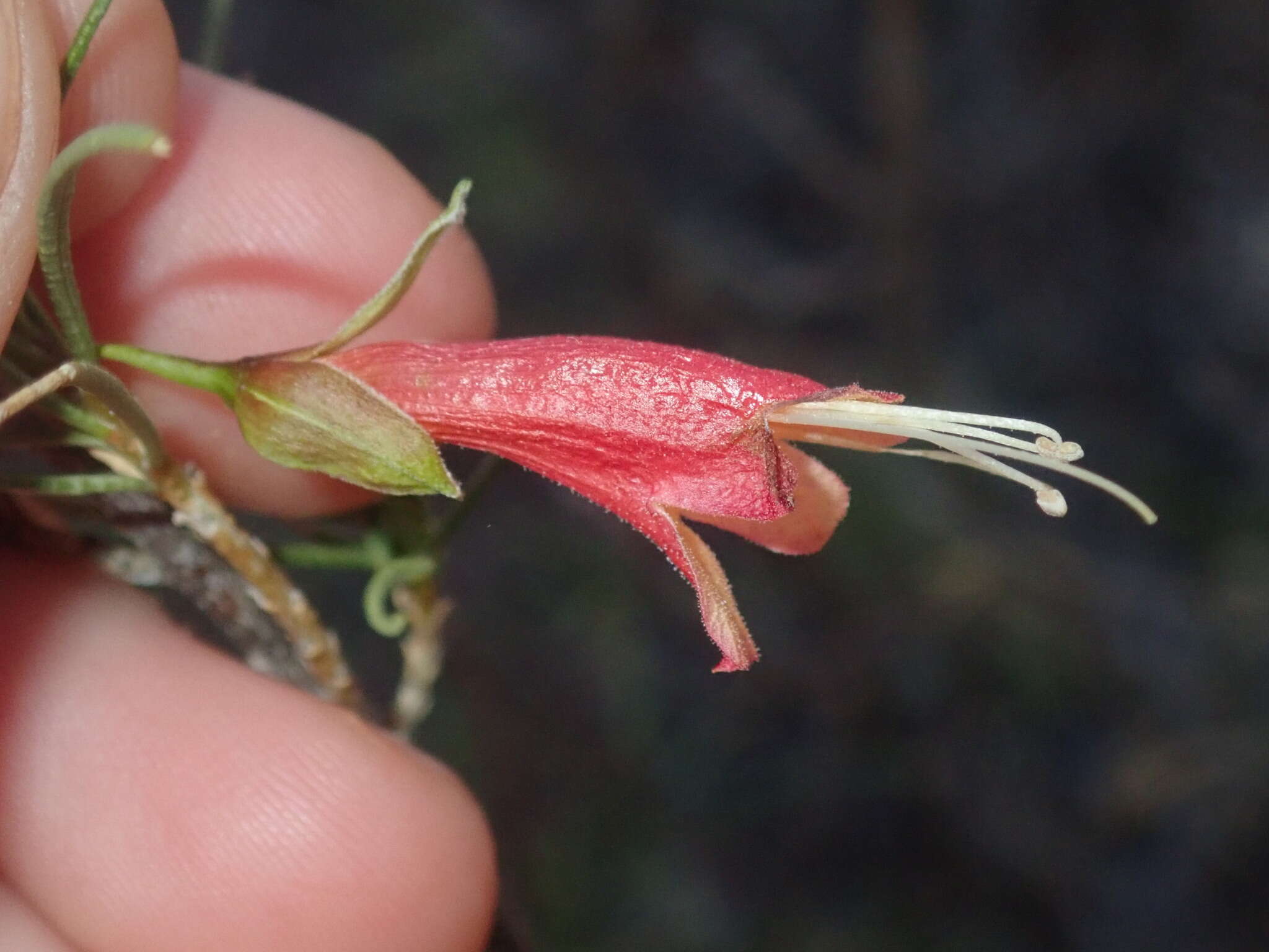 Image of Eremophila latrobei subsp. glabra (L. S. Smith) R. J. Chinnock