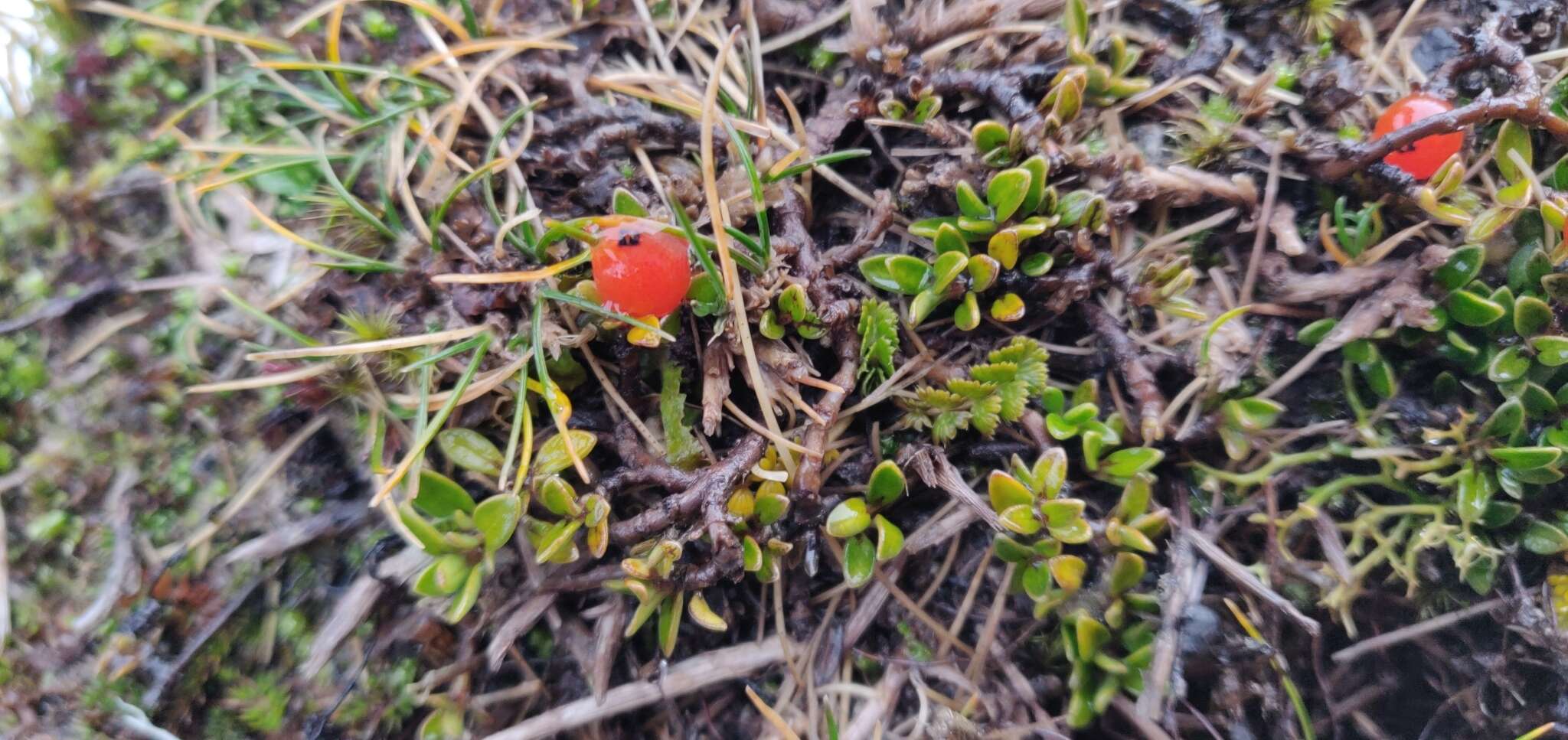 Image of Coprosma perpusilla Colenso