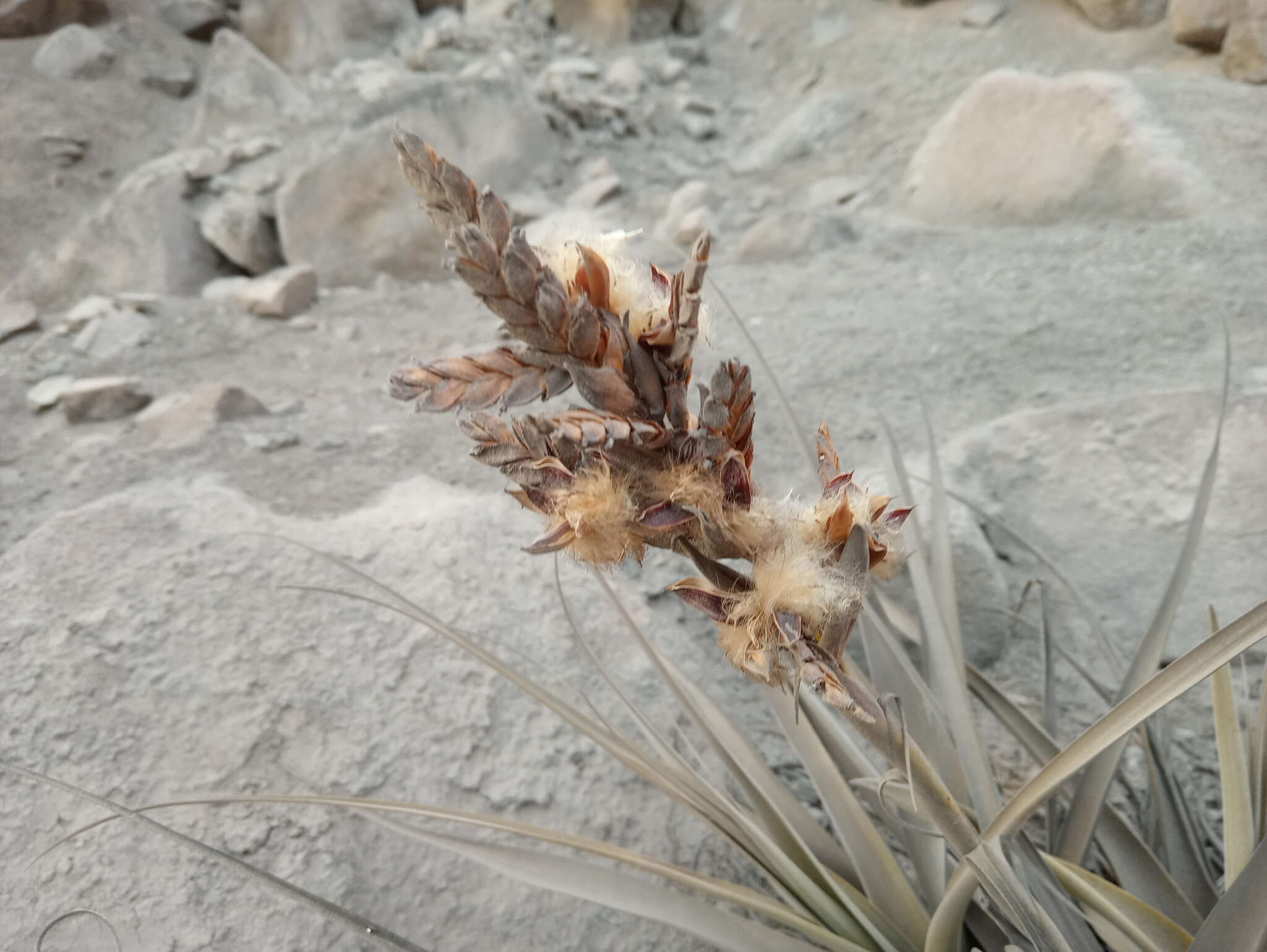 Tillandsia latifolia Meyen resmi