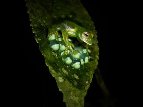 Image of Savage's cochran frog