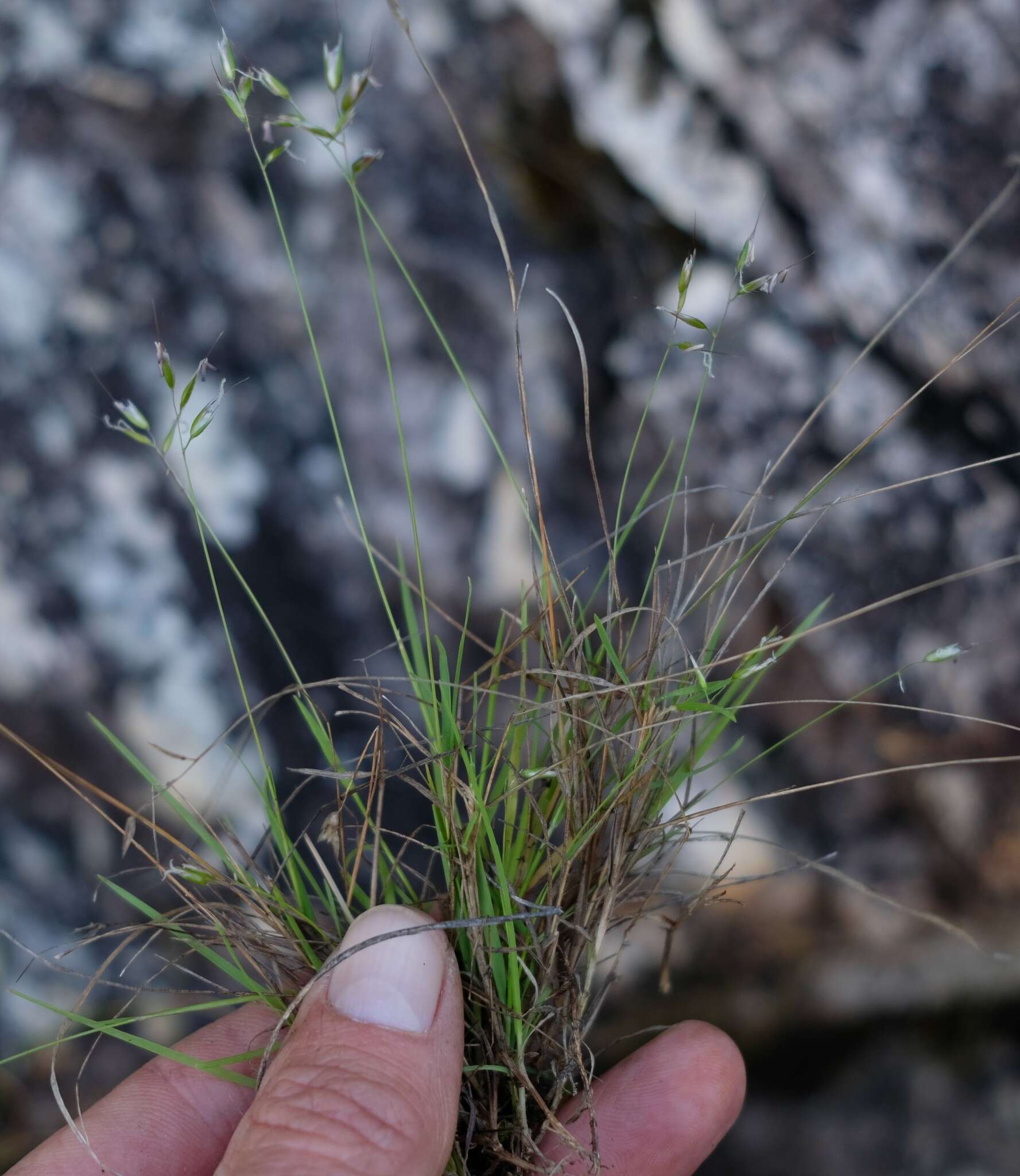 Image de Anthoxanthum tongo (Trin.) Stapf