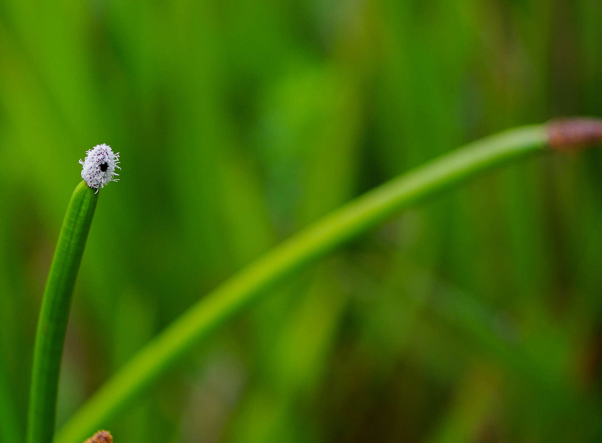 Image of Elegant Spike-Rush