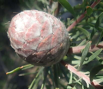 Plancia ëd Leucadendron galpinii Phillips & Hutchinson