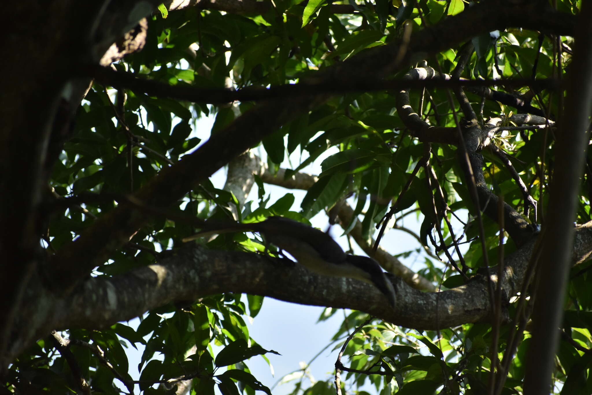 Image of Ceylon Grey-Hornbill