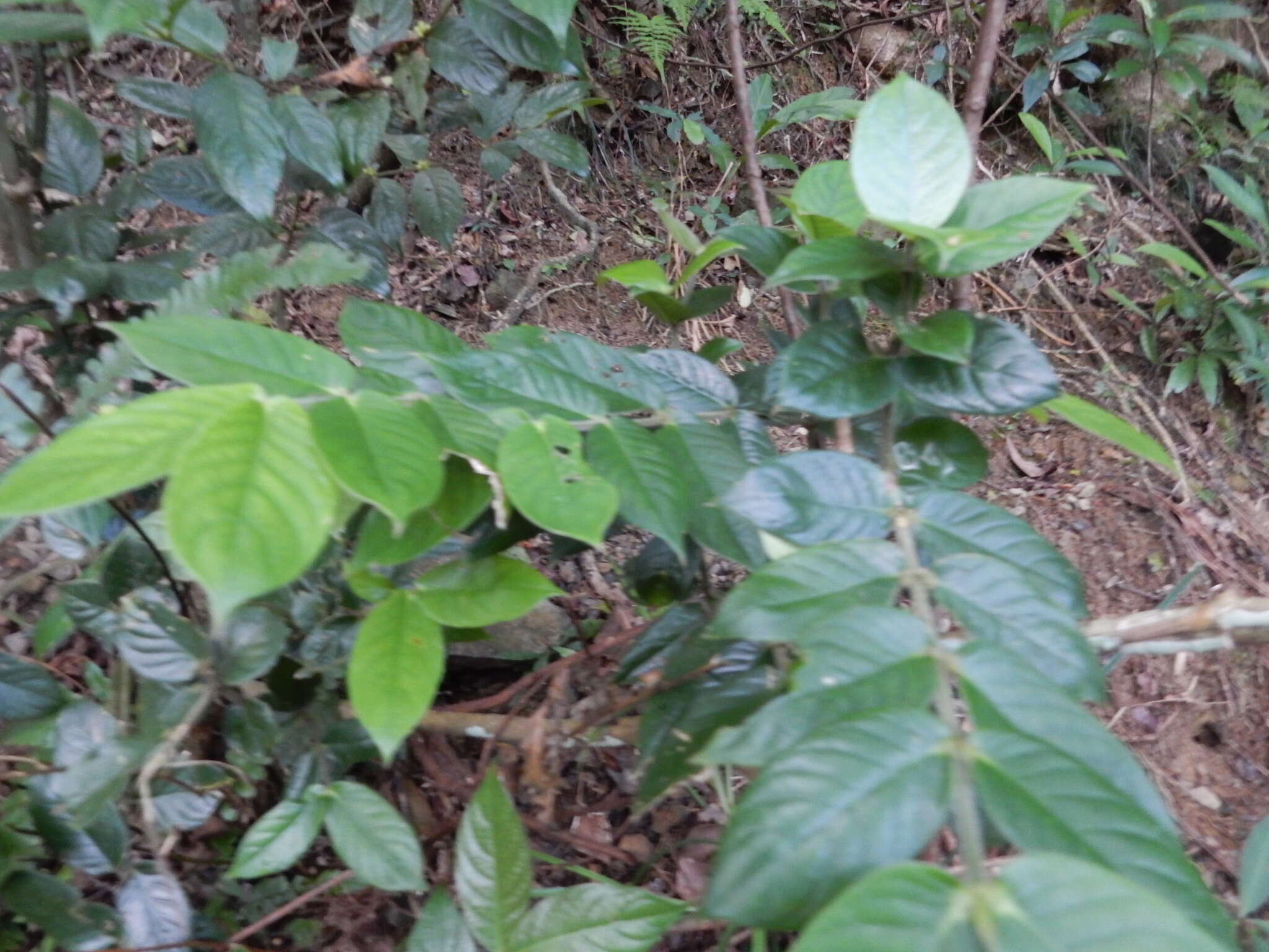 Image of Lasianthus attenuatus var. attenuatus