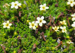 Imagem de Myosotis uniflora Hook. fil.