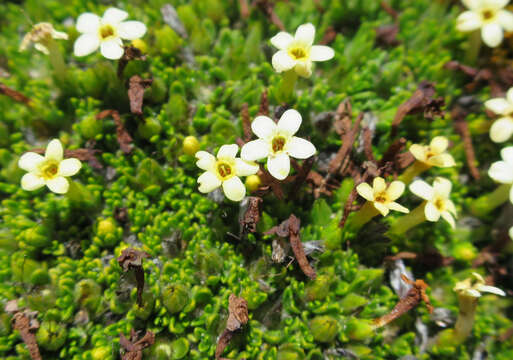 Image of Myosotis uniflora Hook. fil.