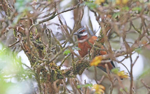 Image of Giant Conebill