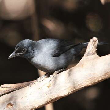 Image of Slate-colored Boubou