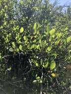 Image of smooth mountain mahogany