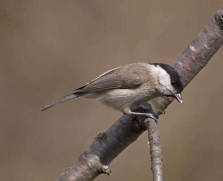 صورة Poecile palustris italicus (Tschusi & Hellmayr 1900)