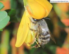 Image of Anthophora melanognatha Cockerell 1911