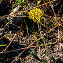 Image of Helichrysum allioides Less.