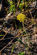 Image de Helichrysum allioides Less.