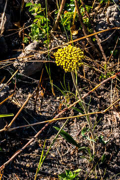 Image of Helichrysum allioides Less.