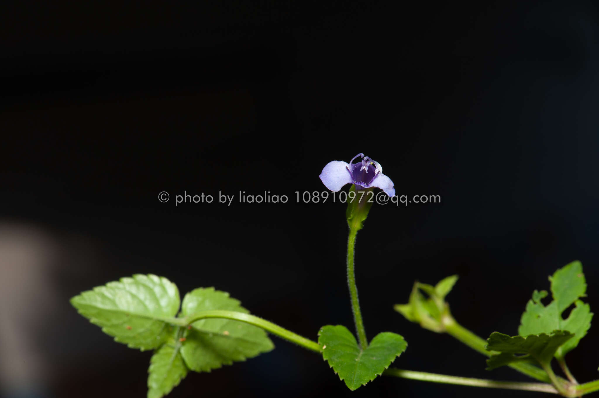 صورة Torenia asiatica L.