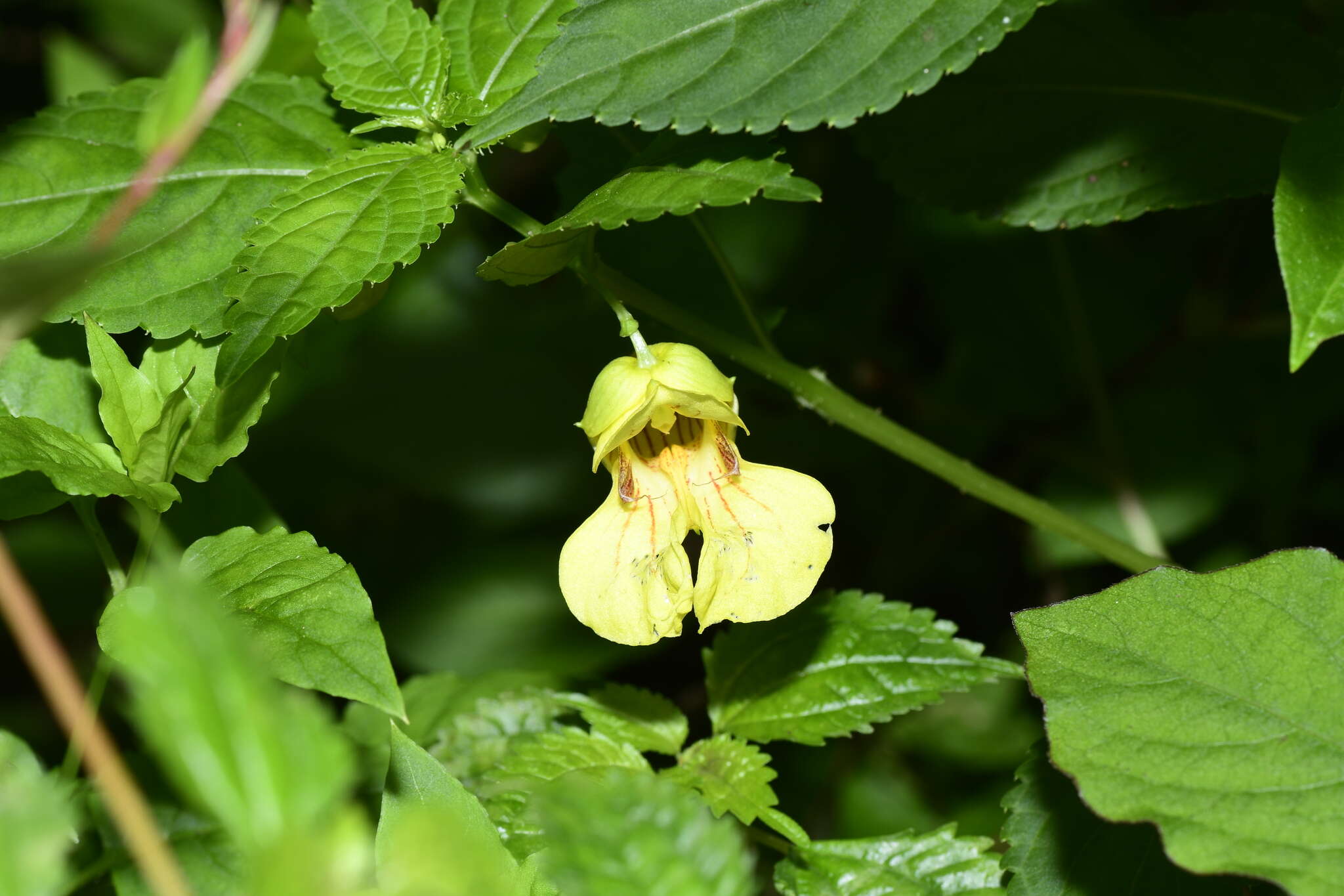 Impatiens davidii Franchet resmi