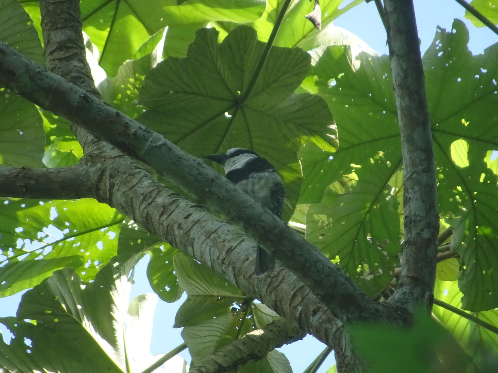 Image of White-necked Puffbird