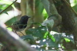 Image of Southern Chestnut-tailed Antbird