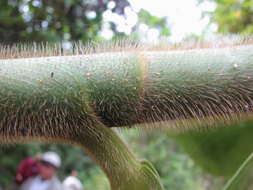 Image of Costus longibracteolatus Maas