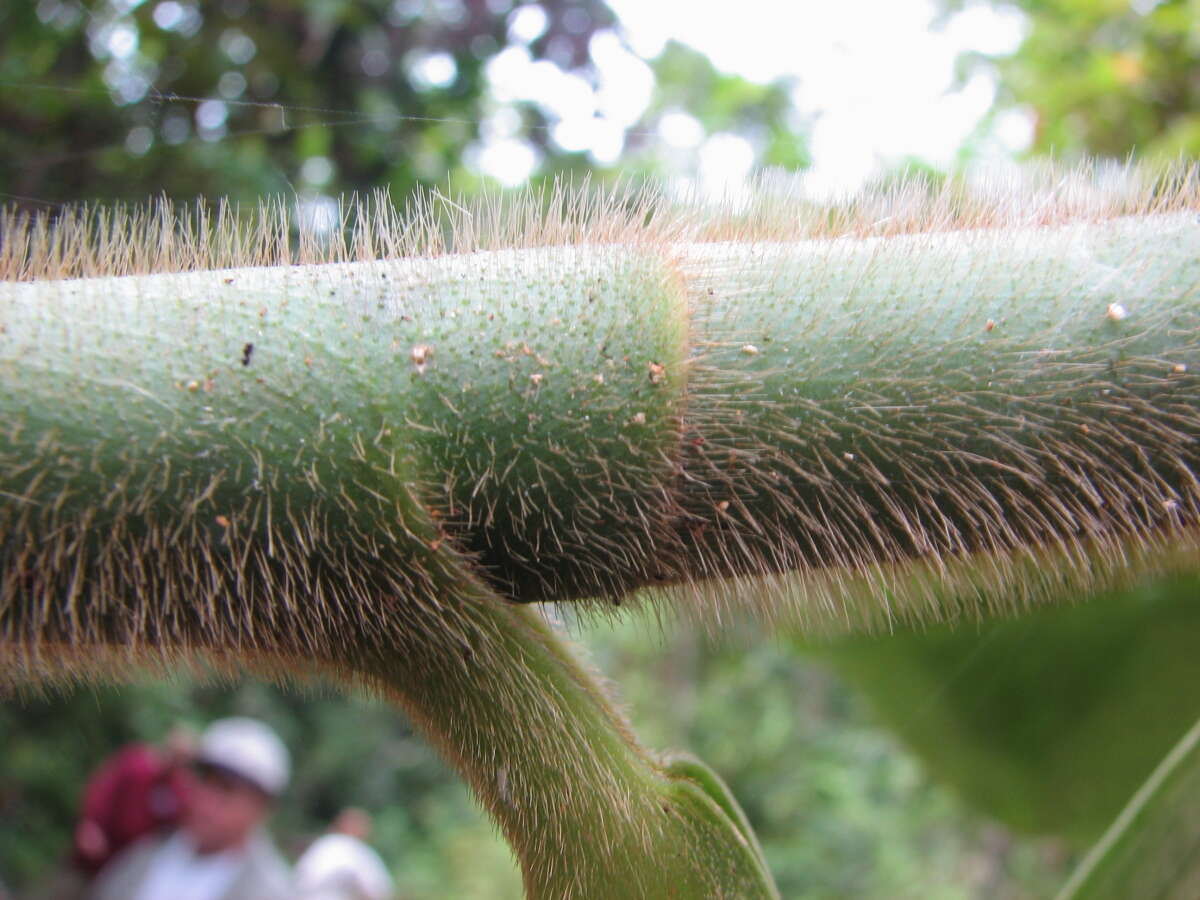 Image of Costus longibracteolatus Maas