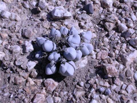 Image of Gibbaeum album N. E. Br.