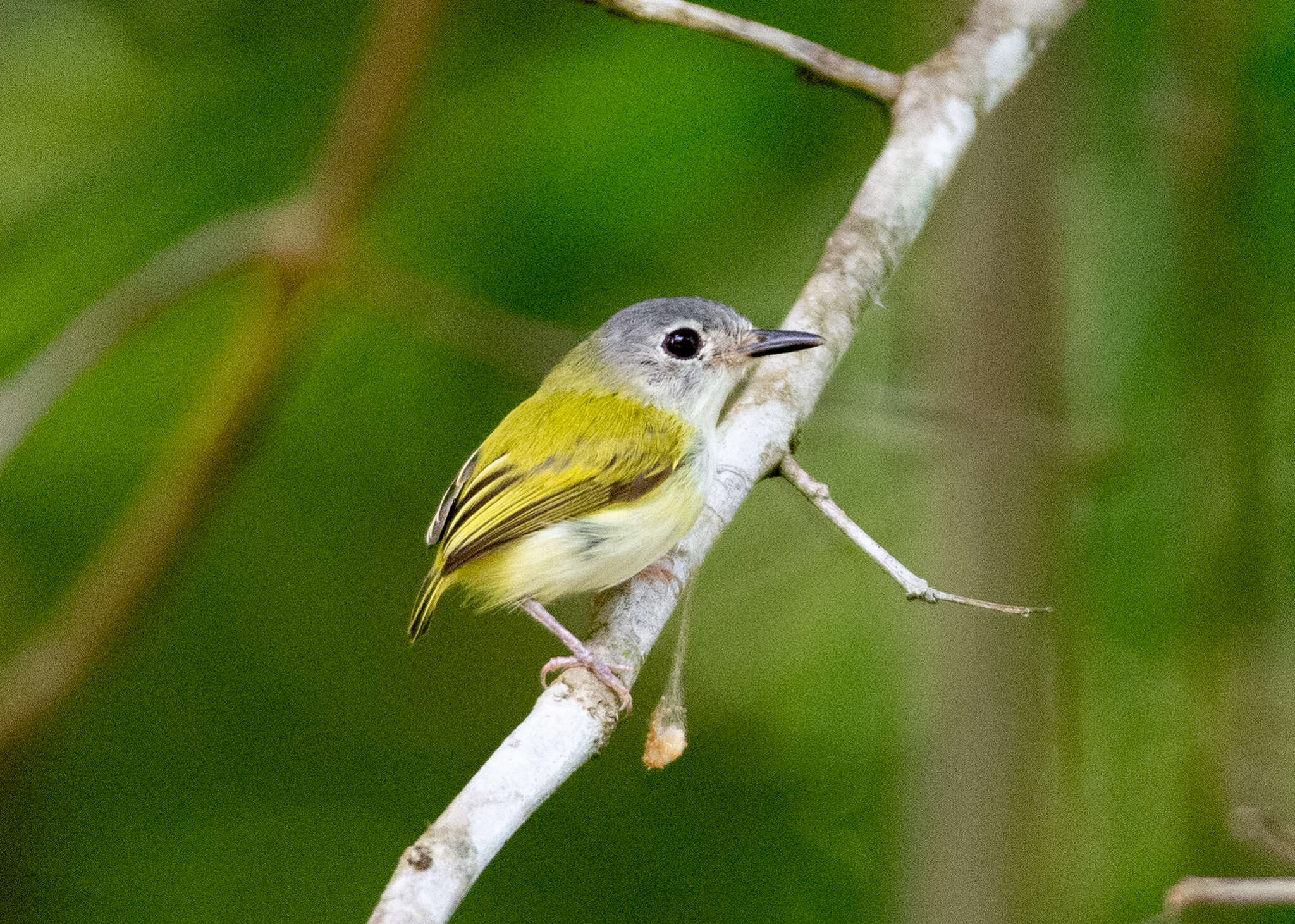 Image of Short-tailed Pygmy Tyrant