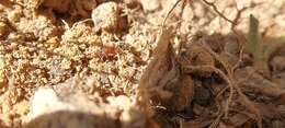 Pheidole crassicornis Emery 1895 resmi