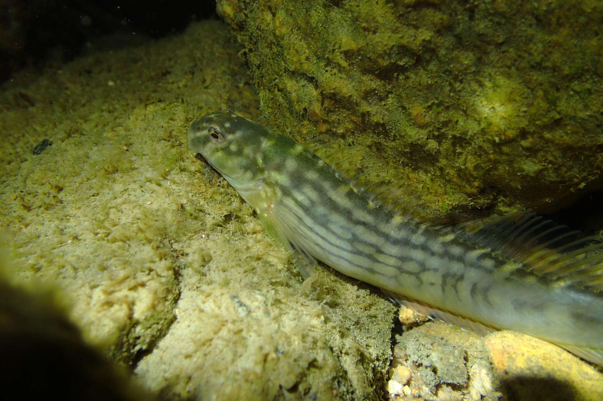 Image of Japanese Blenny