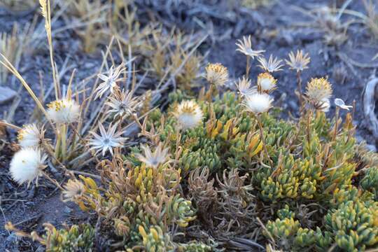 Plancia ëd Senecio crithmoides Hook. & Arn.