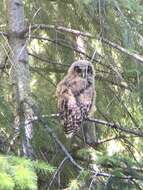 Image of California Spotted Owl