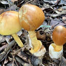 Image of Amanita similis Boedijn 1951