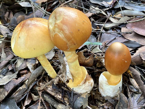 Image of Amanita similis Boedijn 1951