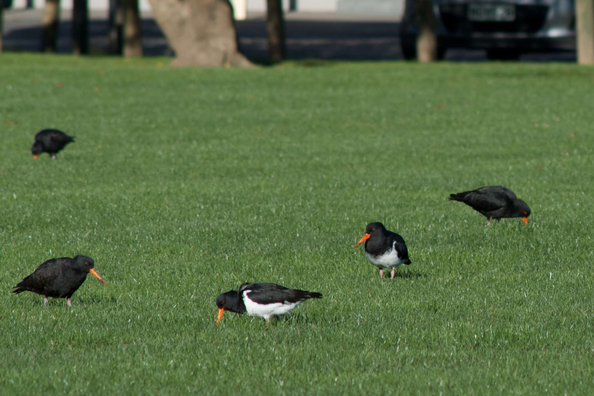 Image of South Island Oystercatcher