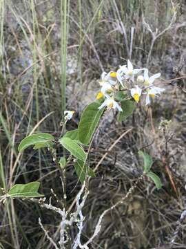 Solanum donianum Walp.的圖片