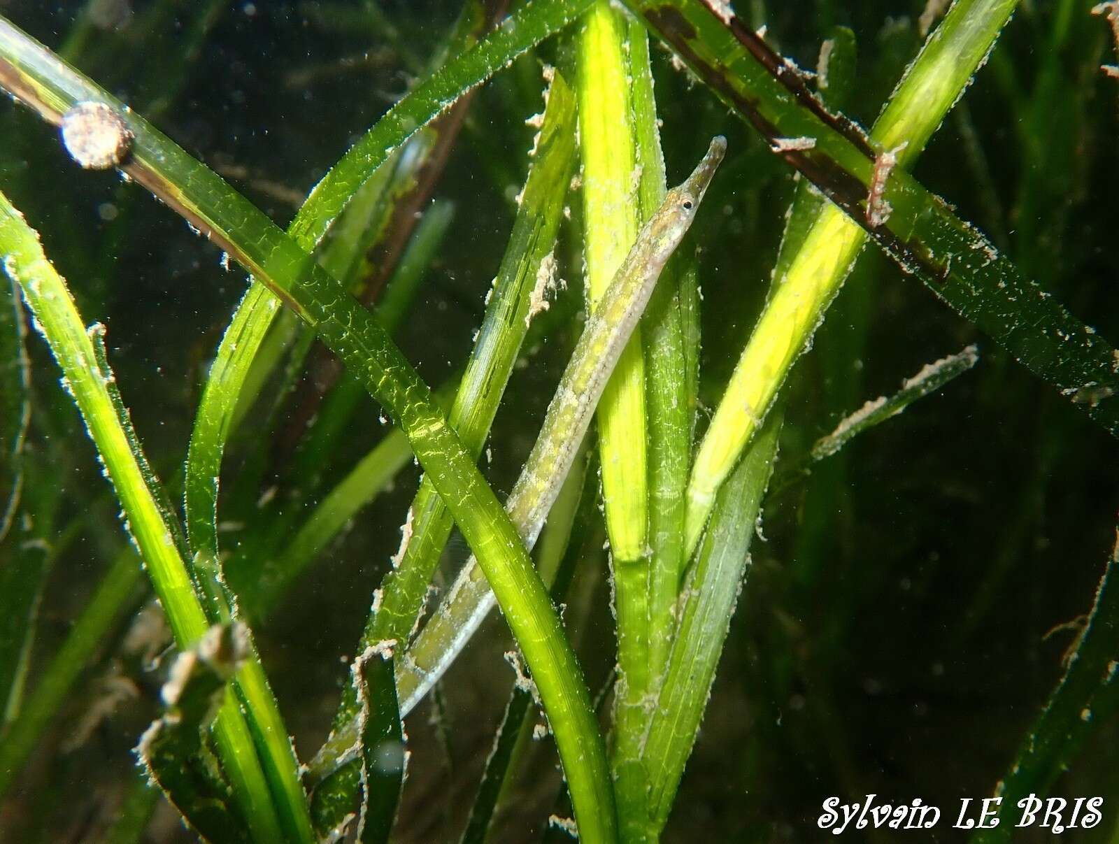 Image of Black-striped Pipefish