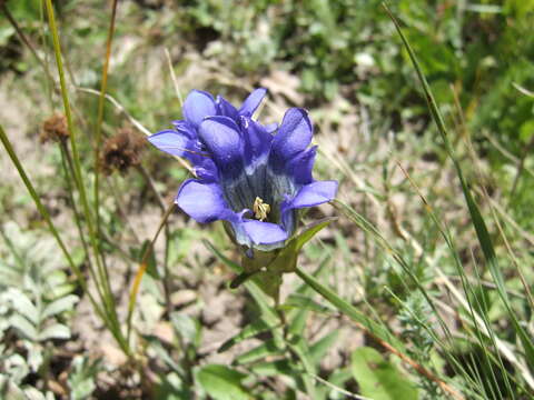 Image of Parry's gentian