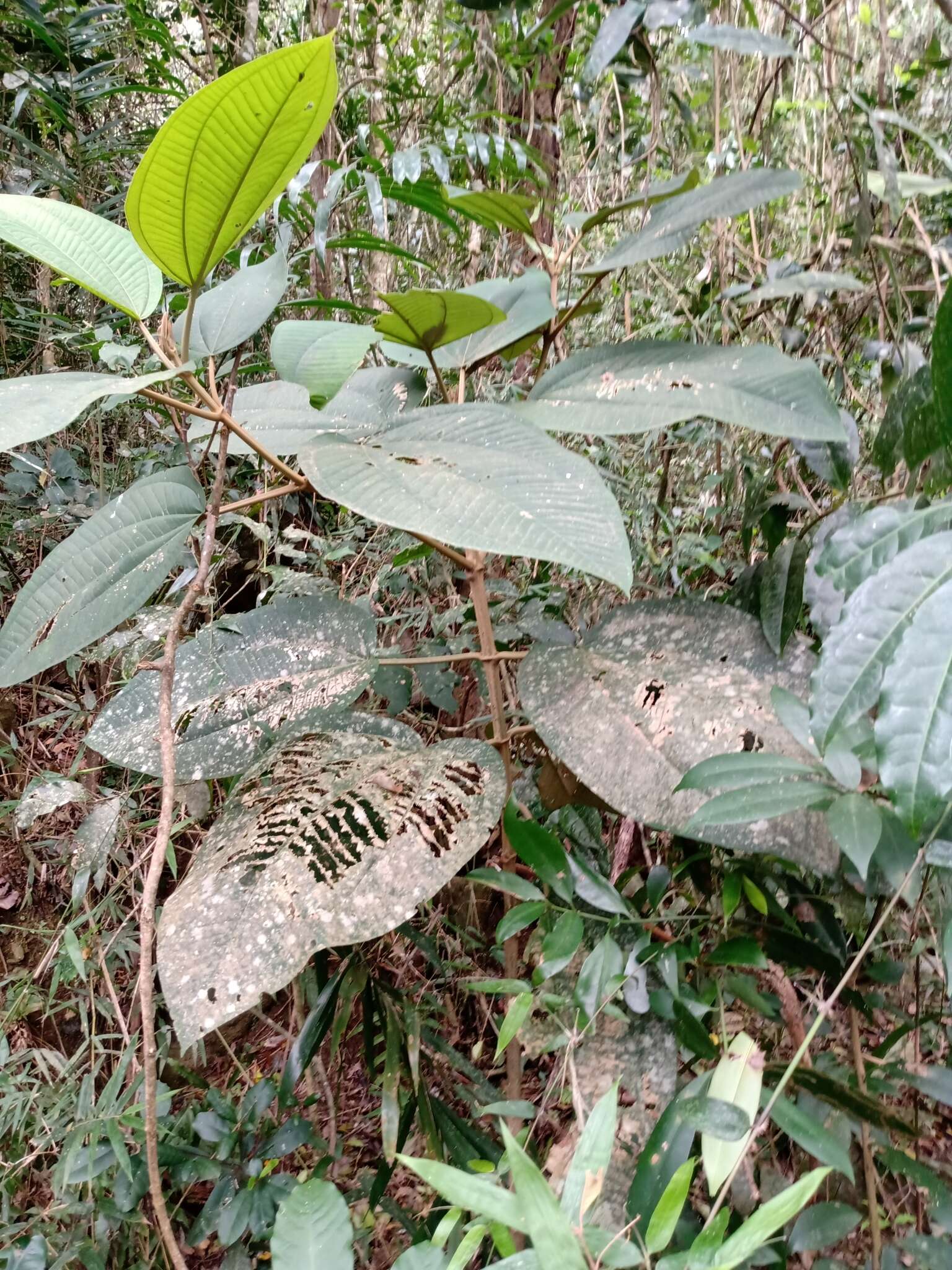 Image of Miconia formosa Cogn.