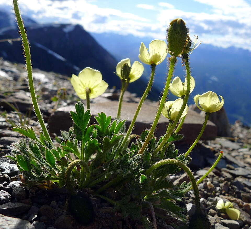 Image of Papaver radicatum subsp. kluanense