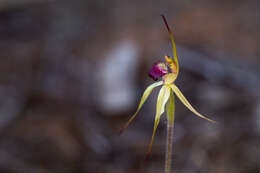 Caladenia valida (Nicholls) M. A. Clem. & D. L. Jones的圖片