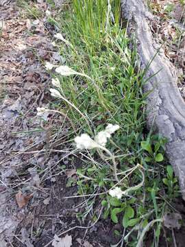 Image de Antennaria howellii subsp. canadensis (Greene) R. J. Bayer