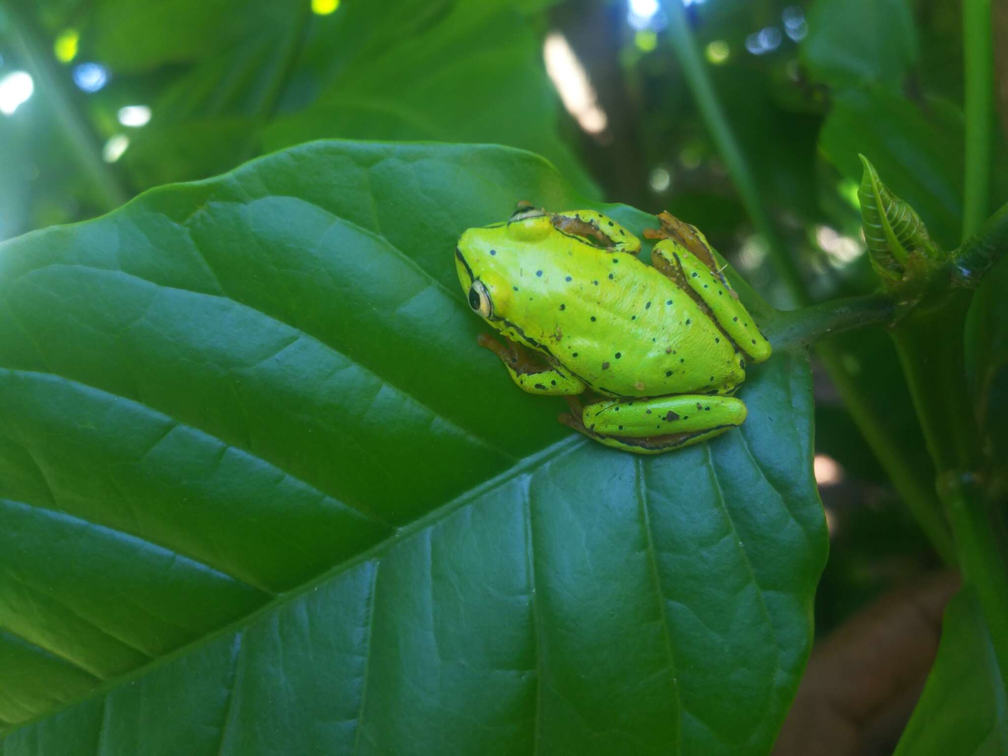 Image of Boettger's Reed Frog