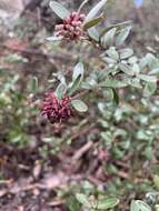 Image of Grevillea evansiana Mc Kee