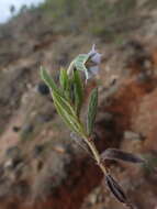 Image of Late weed