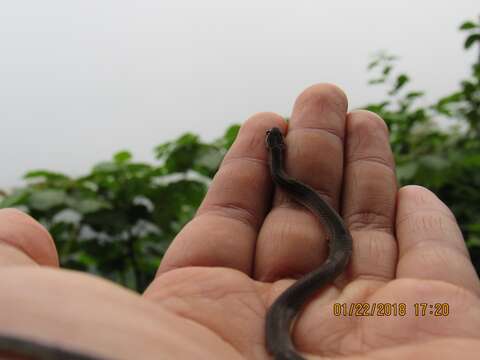 Image of Marcella's Graceful Brown Snake
