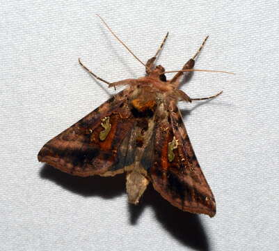 Image of Two-spotted Looper Moth, Twin Gold Spot