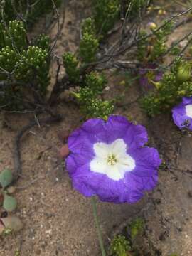 Image of Nolana carnosa (Lindl.) Miers ex Dun.