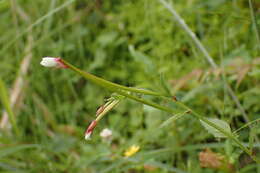 Image de Epilobium amurense Hausskn.